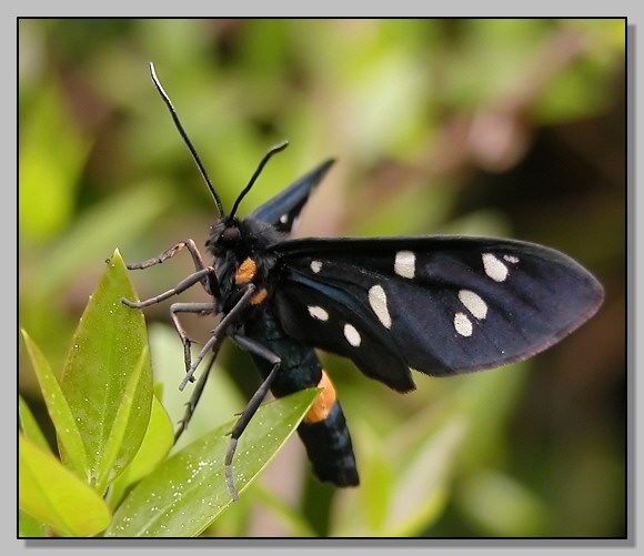 Closterotomus,  Agapanthia cardui, Syntomis phegea..